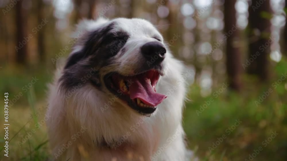 border collie breed dog lying in the meadow of a forest with his mouth open panting tired. border collie breed dog lying in the meadow of a forest with his mouth open panting tired.