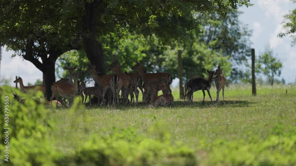 A herd of deer under the shade of trees alerted by danger. Blurry foreground. A herd of deer under the shade of trees alerted by danger. Blurry foreground.