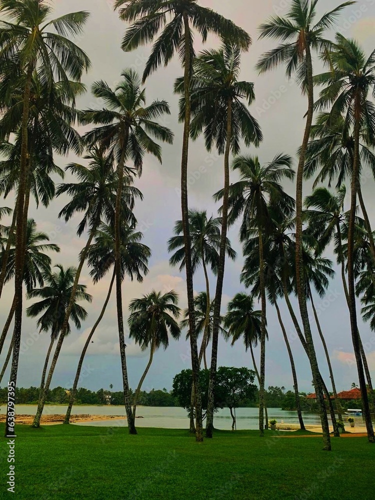 palm trees on the beach