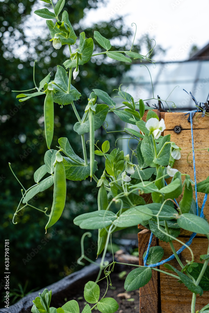 Fototapeta premium Green peas ripen on the site, pea pods and flowers.