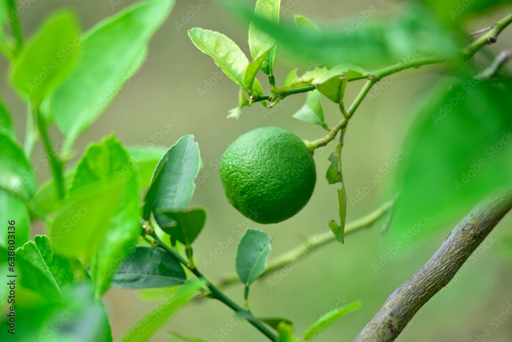 green lemons on tree with leaves and flowers in daylight. green lemons on tree with leaves and flowers in daylight.