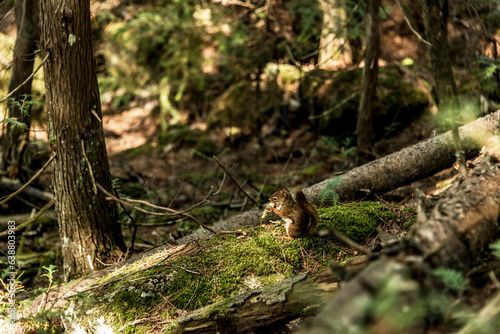 American red squirrel Tamiasciurus hudsonicus pine squirrel or chickaree scavenges on a trail through La Mauricie Quebec