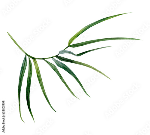 Green bamboo branch with leaves watercolor illustration isolated on white background. Tropical nature hand drawn realistic clipart © Elena Malgina