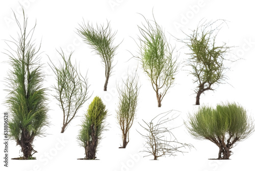 Set of Casuarina Glauca ivy plants isolated on transparent background.