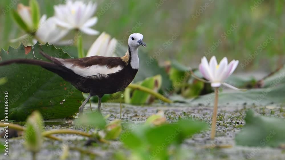 Closeup of Pheasant tailed Jacana Feeding in Water lily Pond in Moon Soon Season Closeup of Pheasant tailed Jacana Feeding in Water lily Pond in Moon Soon Season