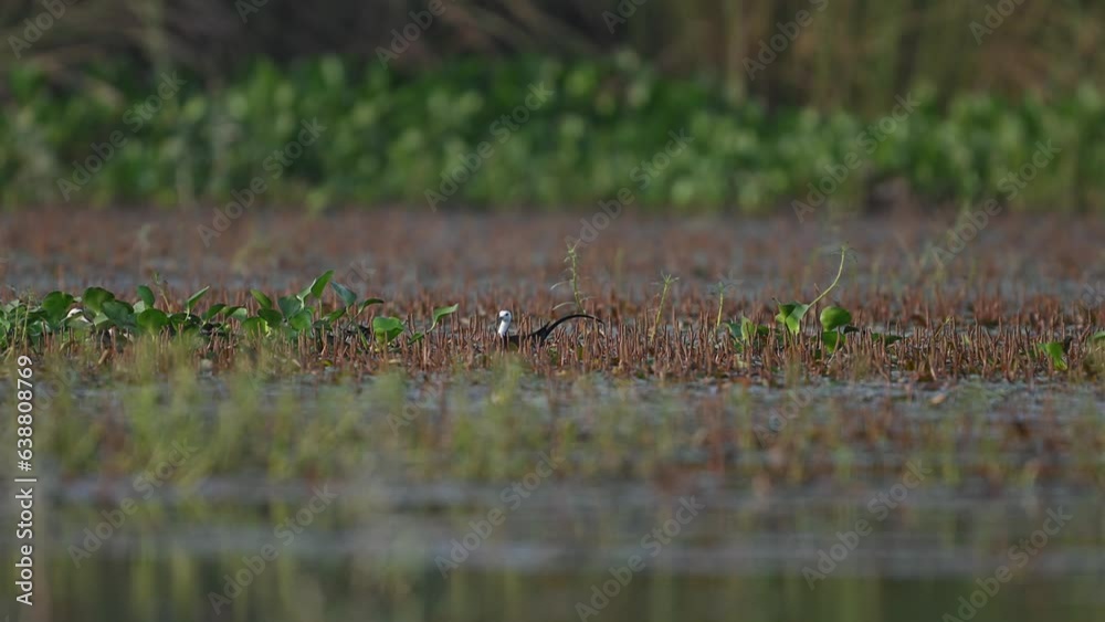 Pheasant tailed Jacana Collecting Material for nest Pheasant tailed Jacana Collecting Material for nest