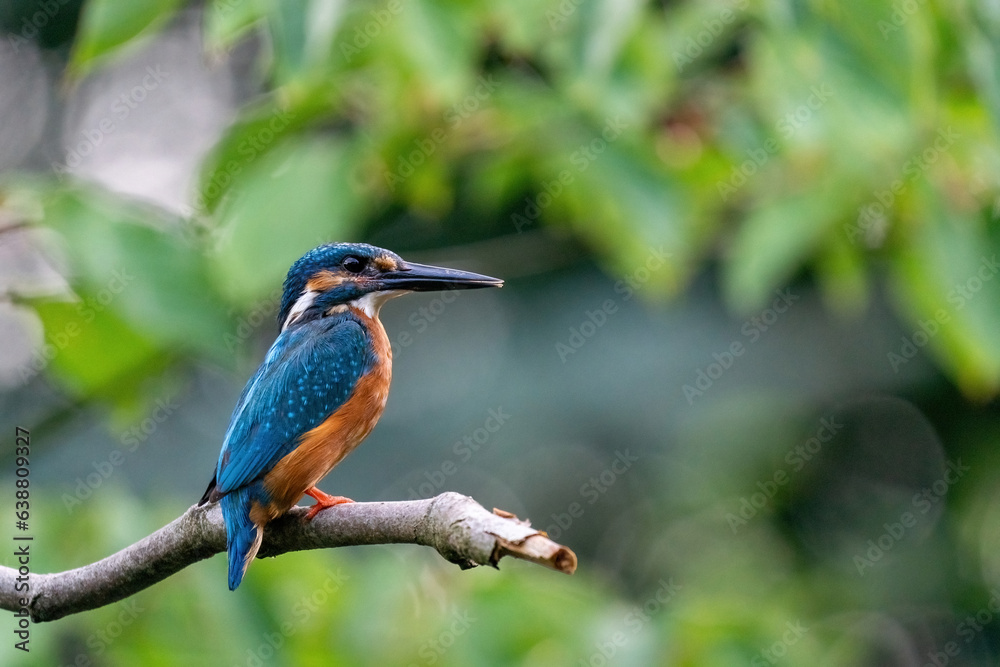 Colorful king fisher bird on a branch of a tree waiting to catch a fish in the Netherlands. Green leaves in the background.