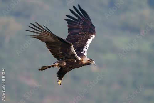 Spanish imperial eagle (Aquila adalberti) flying in the wild