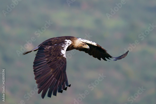Spanish imperial eagle  Aquila adalberti  flying in the wild