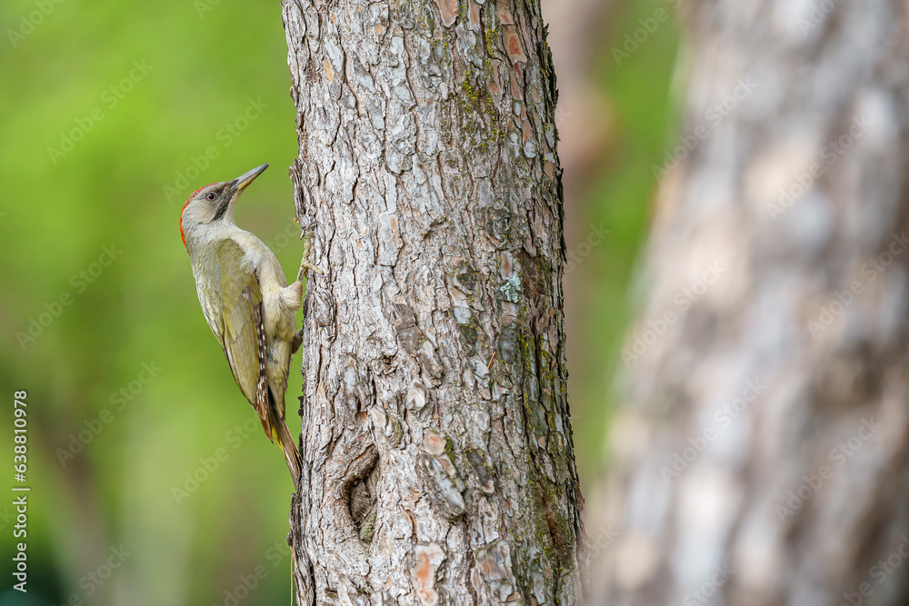 European green woodpecker (Picus viridis) in the wild European green woodpecker (Picus viridis) in the wild