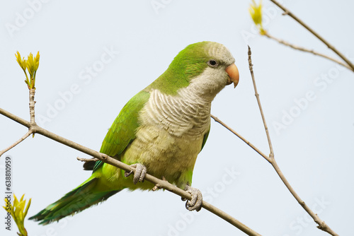 Monk parakeet (Myiopsitta monachus) in a park