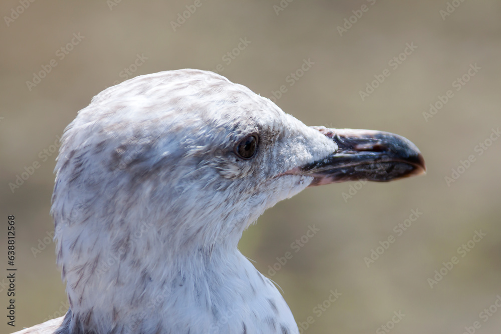 Silbermöwe (Larus argentatus), Jungvogel Silbermöwe (Larus argentatus), Jungvogel