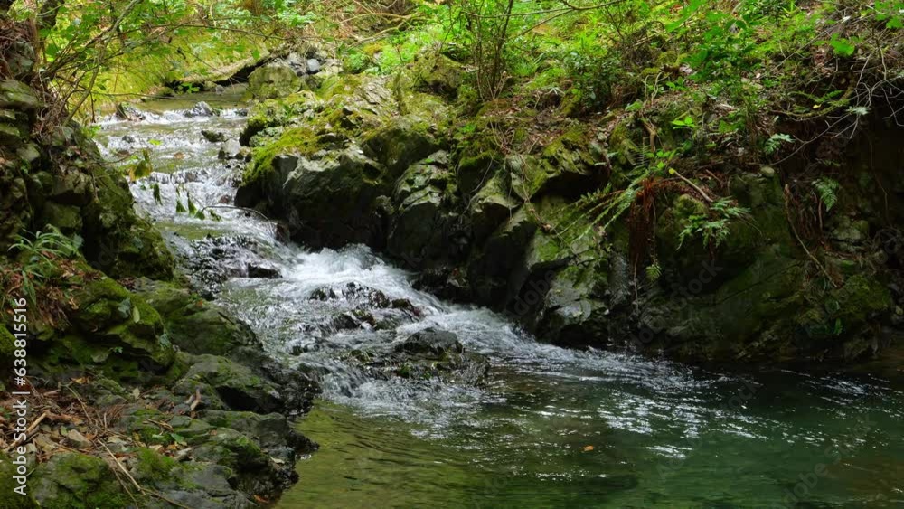 Small water stream in deep forest. Water stream and forest background. Small water stream in deep forest. Water stream and forest background.