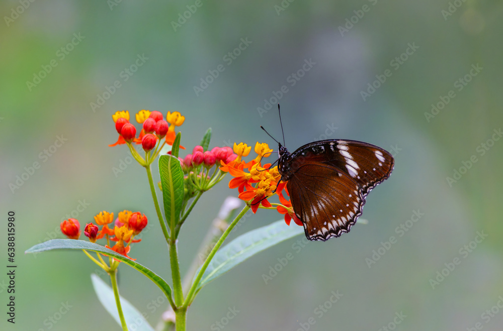 Malayan Eggfly butterfly Malayan Eggfly butterfly