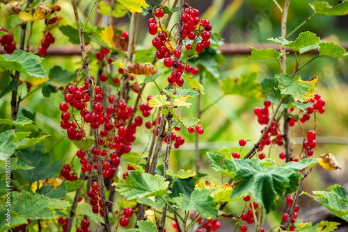 branch of ripe red currant in a garden on green background