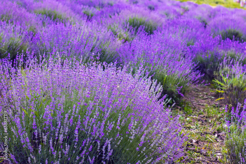 Purple lavender field. beautiful blooming  french romance