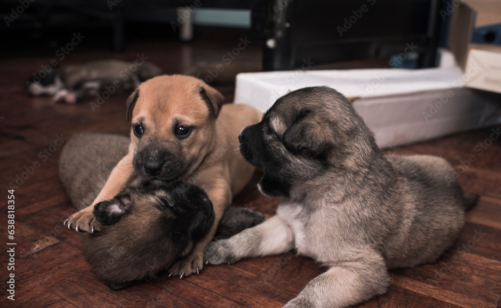 Obraz premium Three 3 week old adorable puppies wrestle and play with each other on the bedroom floor.