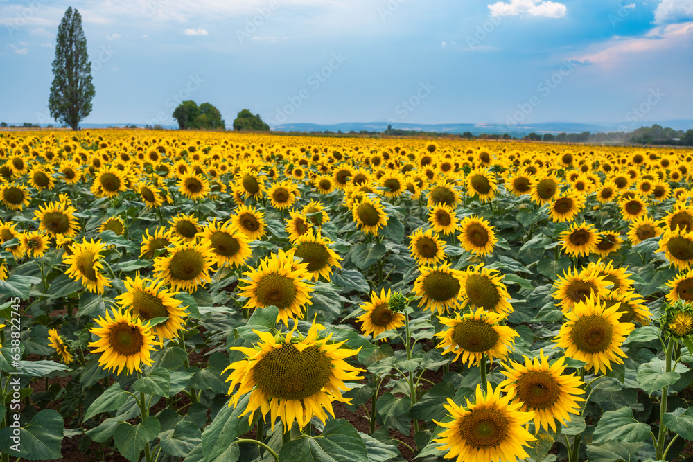 Fototapeta premium View of a field with sunflowers in full bloom in Rheinhessen/Germany