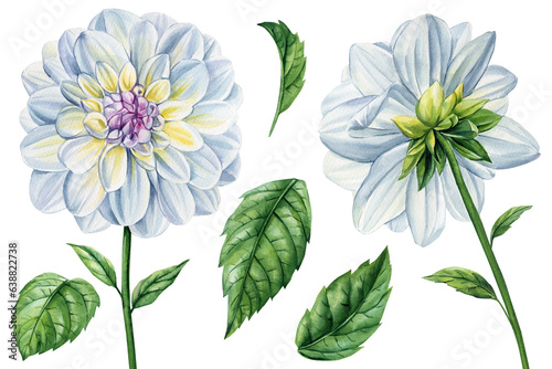 Watercolor flowers set on an isolated white background, watercolor illustration, hand drawing white dahlia flowers