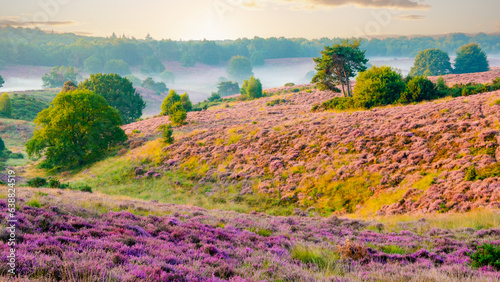 Blooming Heather fields, purple pink heather in bloom, blooming heater on the Posbank, Netherlands. Holland Nationaal Park Veluwezoom  photo