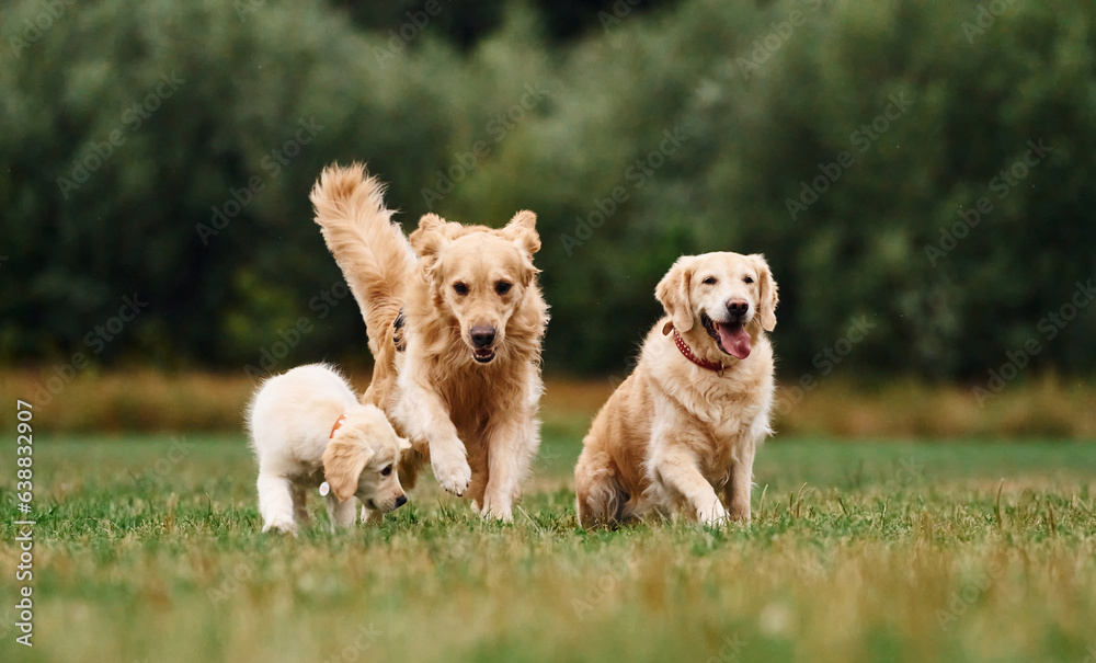 Three golden retrievers are running outdoors on the green field