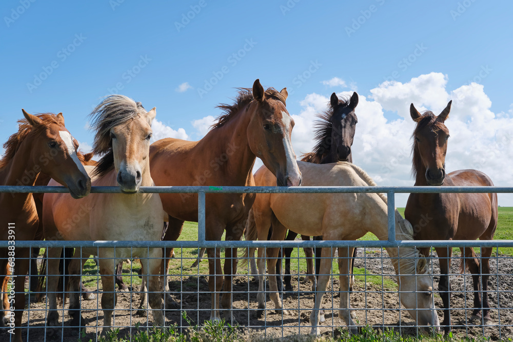 Several brown and light colored horse behind a fence in a meadow in summer with a blue sky
