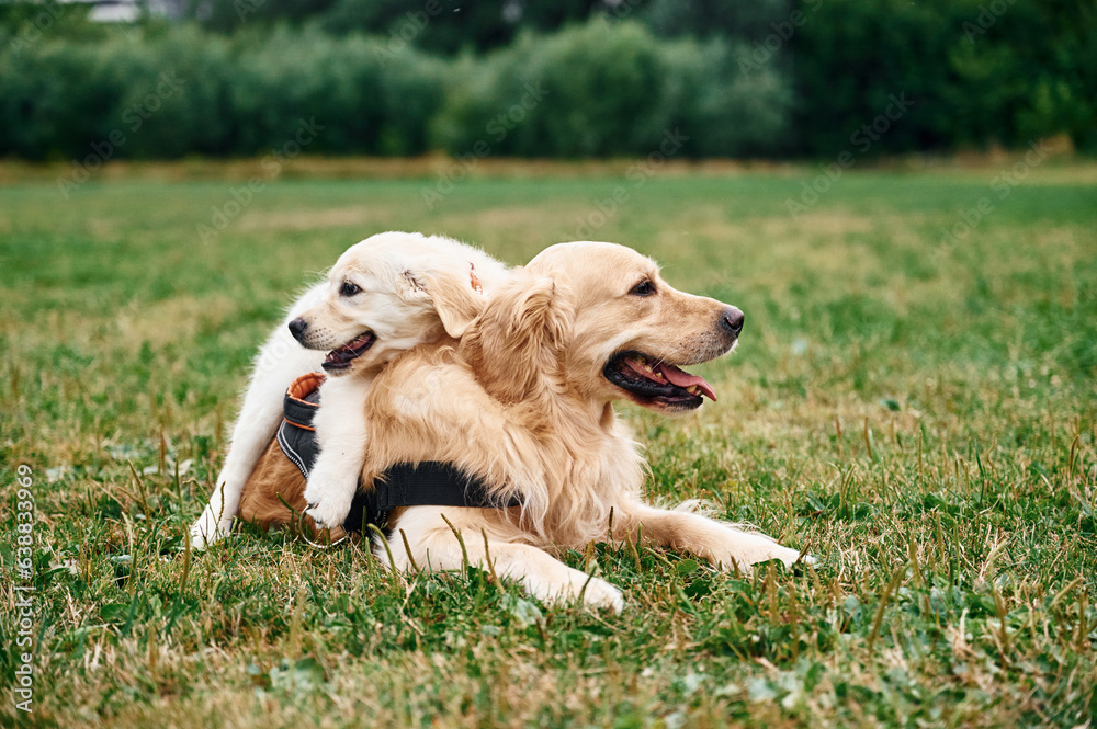 Two dogs are on the field outdoors. Adult and puppy golden retrievers
