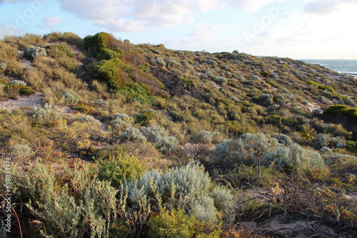 indian ocean littoral in kalbarri in australia