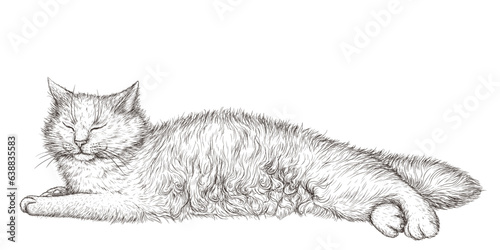 Vector illustration of a sleeping fluffy white cat in engraving style