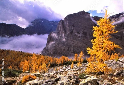 Larch on Saddleback Trail - Banff NP - Larch in fall with golden needles, rocky scree and cliffs and dramatic sky and clouds - Alberta, Canada - 