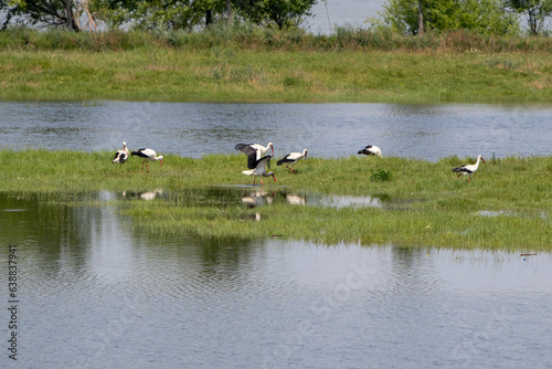 Danube river landscape with white storks near Galati, Romania