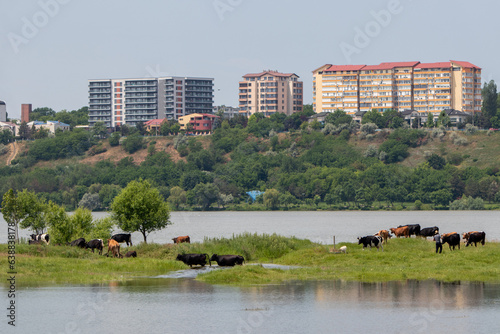 Cows wade cross the river Danube, Galati photo