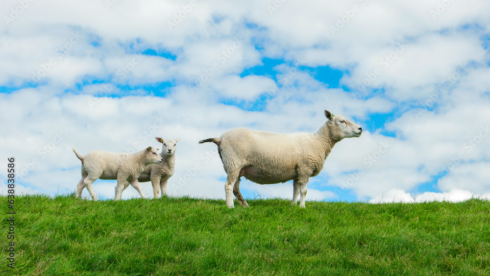 Lambs and Sheep on the Dutch dike by the lake IJsselmeer, Spring views, Netherlands Sheeps in a meadow on green grass. Netherlands Noordoospolder Lambs and Sheep on the Dutch dike by the lake IJsselmeer, Spring views, Netherlands Sheeps in a meadow on green grass. Netherlands Noordoospolder