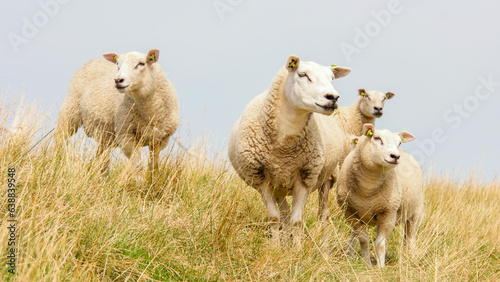 Fototapeta Naklejka Na Ścianę i Meble -  Lambs and Sheep on the Dutch dike by the lake IJsselmeer, Spring views, Netherlands Sheeps in a meadow on green grass. Netherlands 