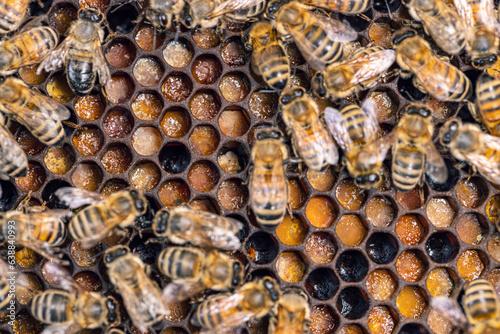 Close up shot of bees in a bee hive