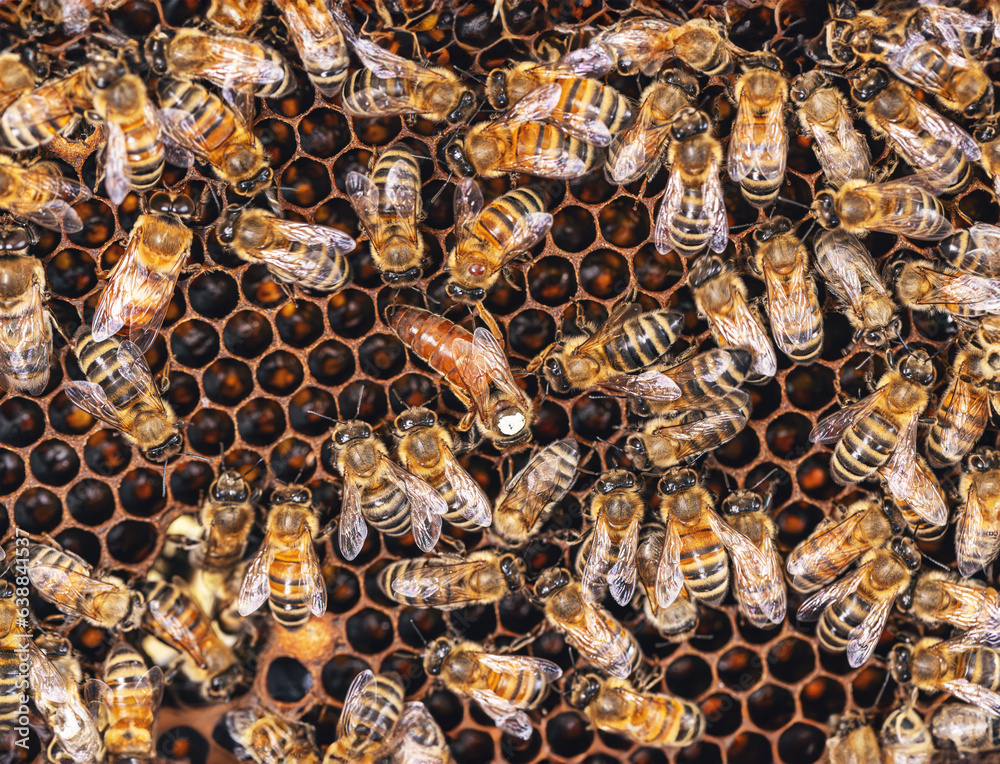 Bees in a bee hive Bees in a bee hive