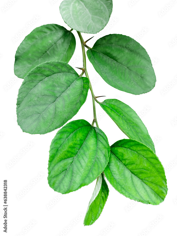 plum leaves plant isolated on white background, a plant with water droplets on it