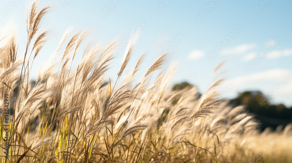 tall grass in the wind tall grass in the wind