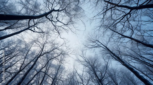 sky view looking upward through the trees in winter