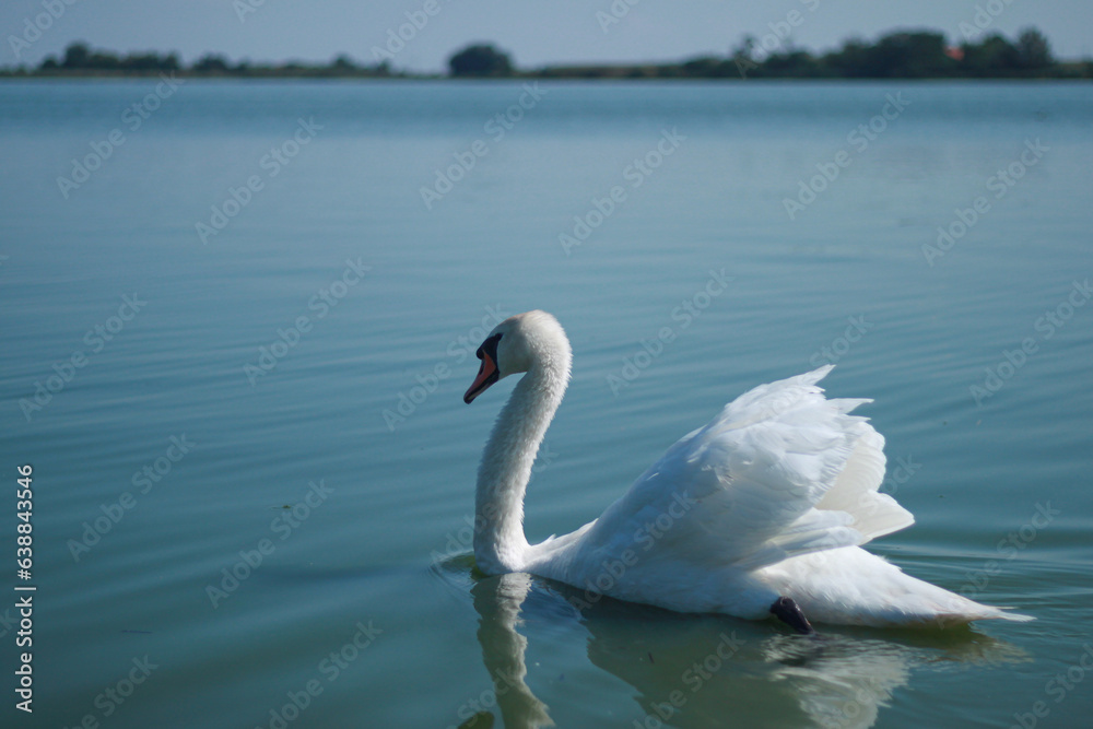 swan on the lake