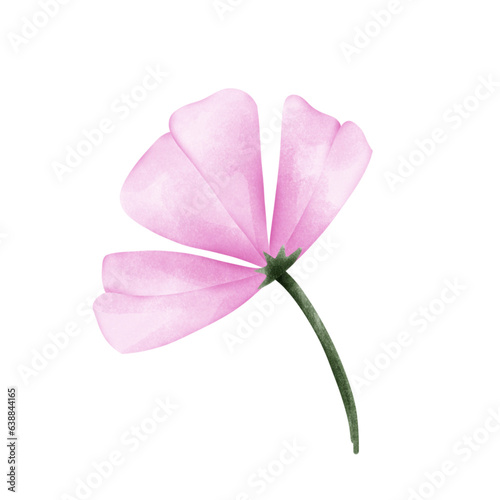 pink flower isolated on white background