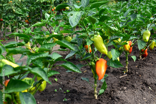 bell pepper plants on the garden bed with ripe vegetables isolated  
