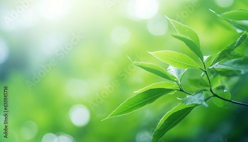 Green leaf blur background  Nature background