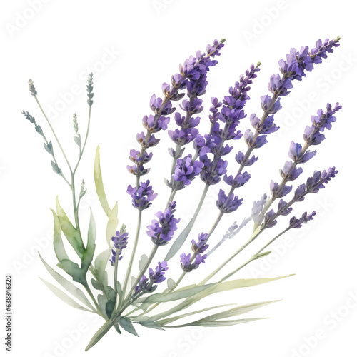 Lavender Plant   Floral Summer PNG   Transparent PNG   Instant Download