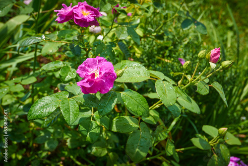 Rapsody in blue rose with small flower buds and leaves on green background