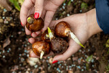 hands holding daffodil bulbs before planting in the ground