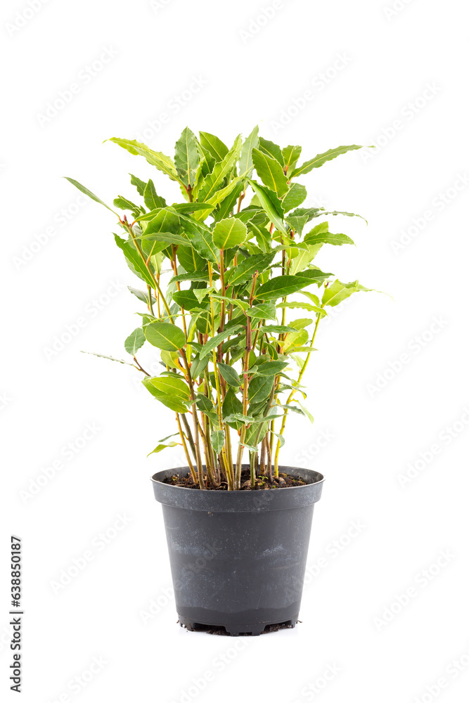 Obraz premium Small laurel tree in flower pot