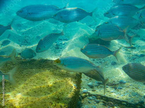 underwater image of a pod of fish near the seabed passing over a rock on the mediterranean coast