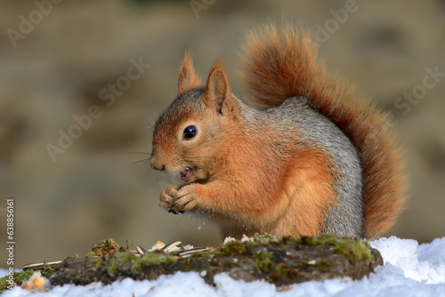  squirrel eating nut in nature 