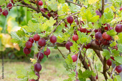 Close up of gooseberry bush branches with ripe juicy red gooseberries
